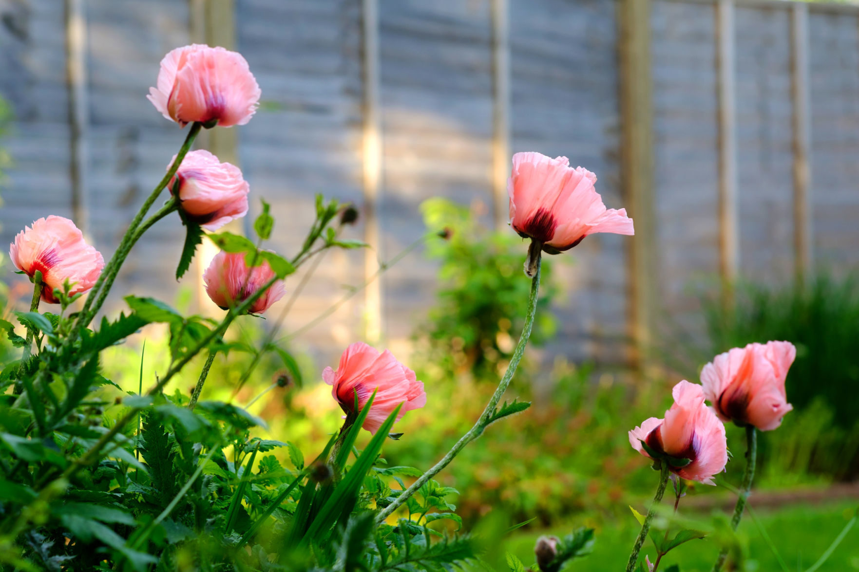 Oriental Poppy Papaver Orientale